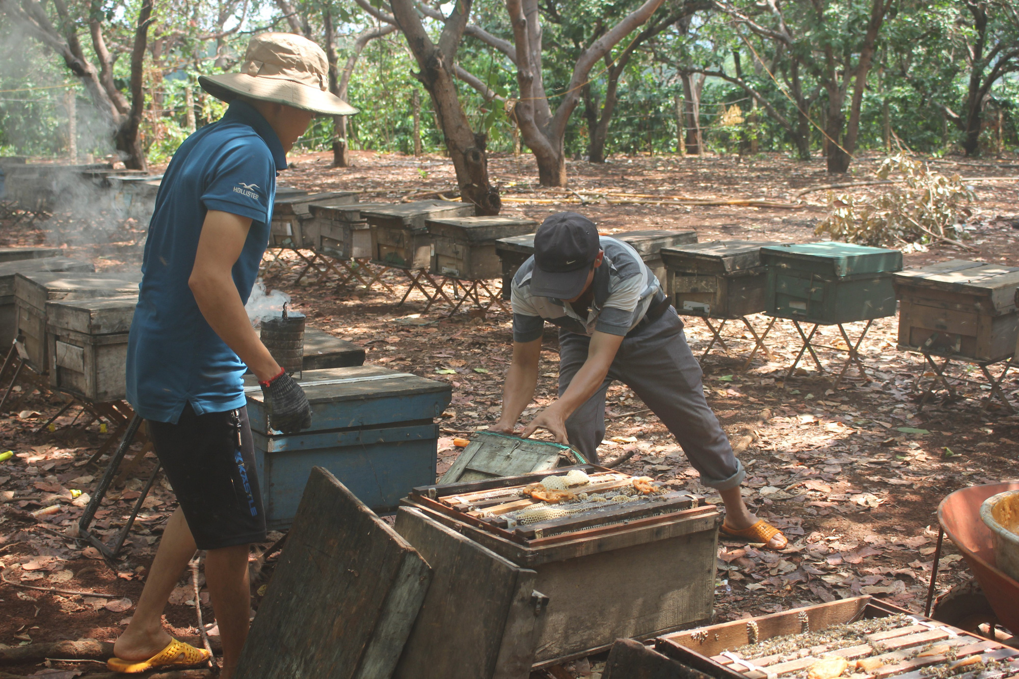 Gia Lai: Thăng trầm nghề nuôi ong du mục, chuỗi ngày sống tạm bợ ở lán trại, bìa rừng - Ảnh 3.