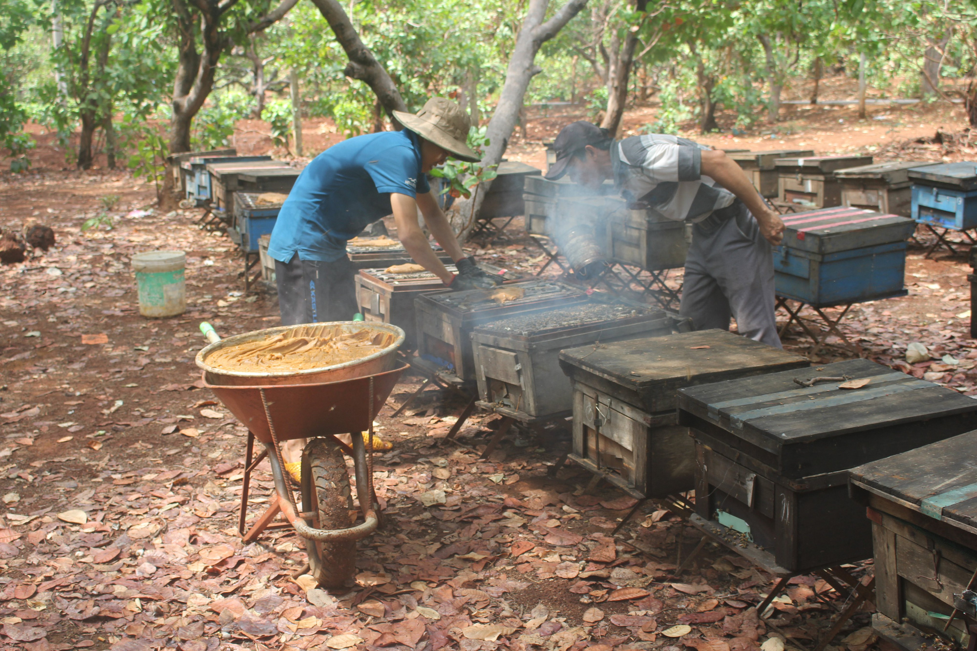 Gia Lai: Thăng trầm nghề nuôi ong du mục, chuỗi ngày sống tạm bợ ở lán trại, bìa rừng - Ảnh 1.