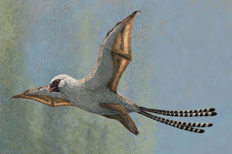 Phát hiện một loài chim đặc biệt sống cách đây 160 triệu năm - Ảnh 1.