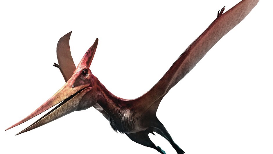 Phát hiện một loài chim đặc biệt sống cách đây 160 triệu năm - Ảnh 2.