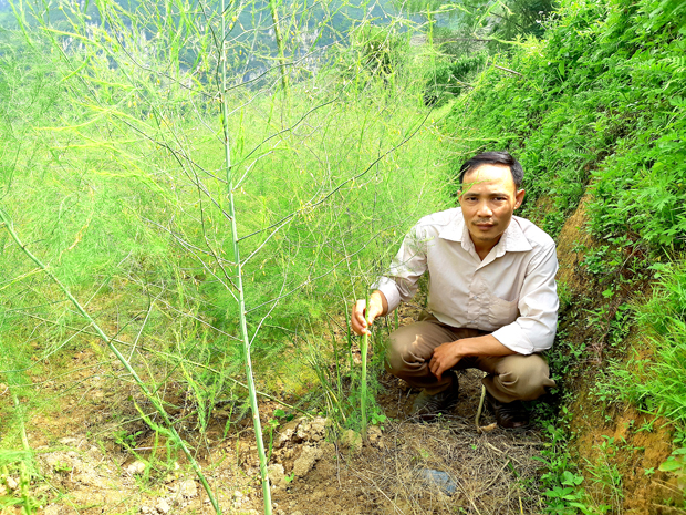 Hà Giang: Mang thứ rau lạ lên núi trồng, ai ngờ bán vài kg rau lạ bằng cả tạ rau quen - Ảnh 1.