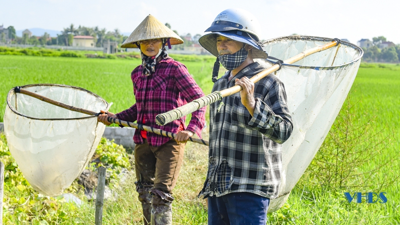 Đặc sản “tôm bay” được dân tình săn lùng, dân buôn bán cả tạ mỗi ngày thu về cả triệu - Ảnh 7.