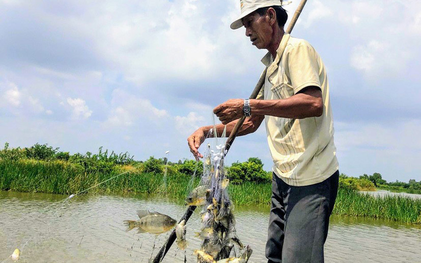 Bạc Liêu: Ở nơi này nông dân cho tôm sú chung nhà với cá rô phi, cả 2 con đều khỏe, nuôi đâu trúng đó