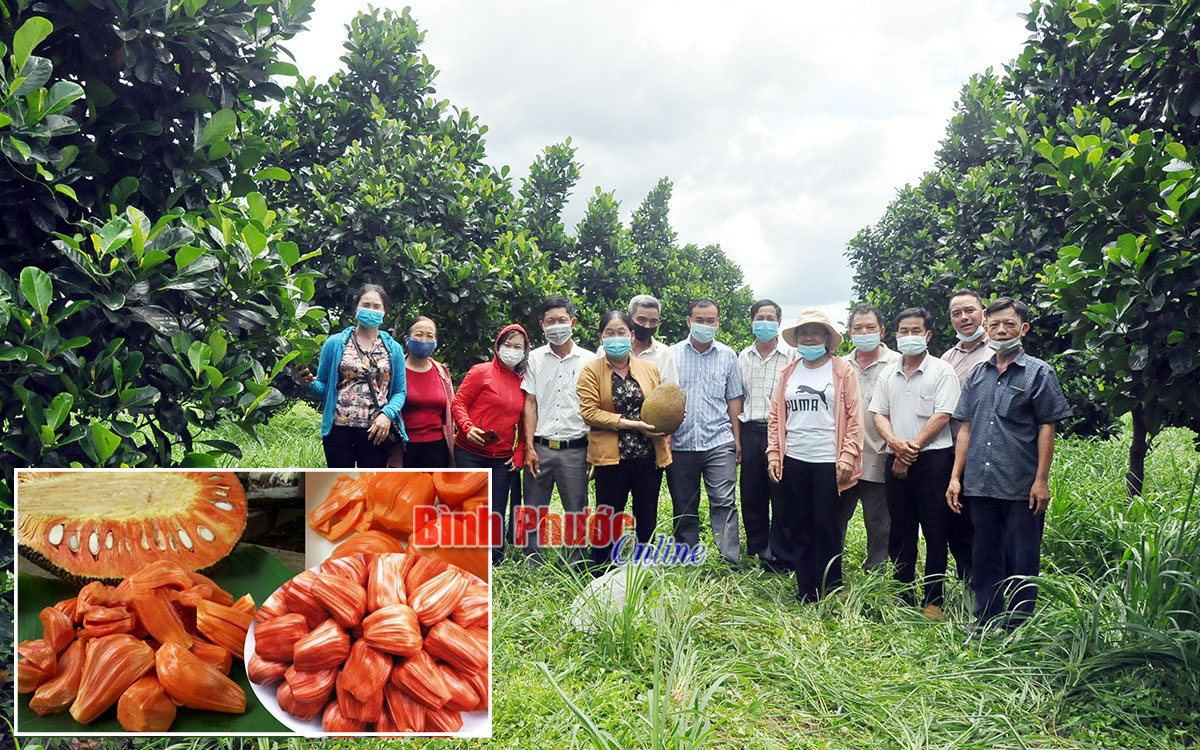 Bình Phước: Vùng đất dân trồng 1.000ha mít đỏ, mỗi trái nặng 15-25kg/quả, bán giá cao - Ảnh 1.