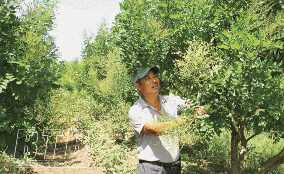 Thái Bình: Cả làng vui như trúng số vì trồng loài cây ra thứ hoa quý, bán làm thuốc được giá cao - Ảnh 1.