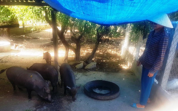 Bình Định: Túc tắc, thong thả nuôi thứ lợn đen toàn tập, ăn tạp nham, lớn con nào lái "khiêng" đi con đó