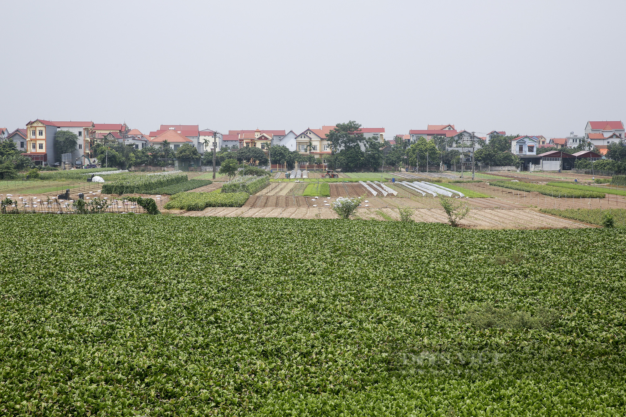 Nông dân Hà Nội: “Chúng tôi luôn có sẵn rau để bán” - Ảnh 1.