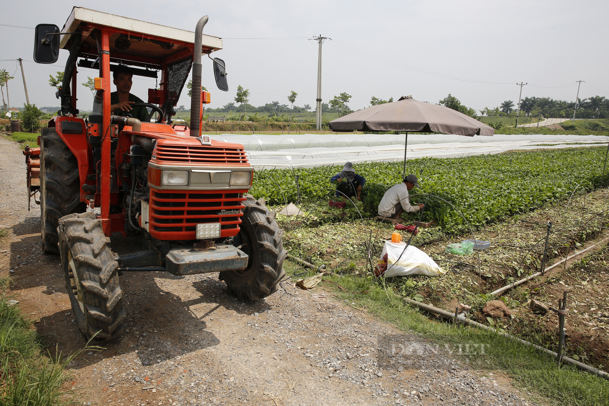 Nông dân Hà Nội: “Chúng tôi luôn có sẵn rau để bán” - Ảnh 2.