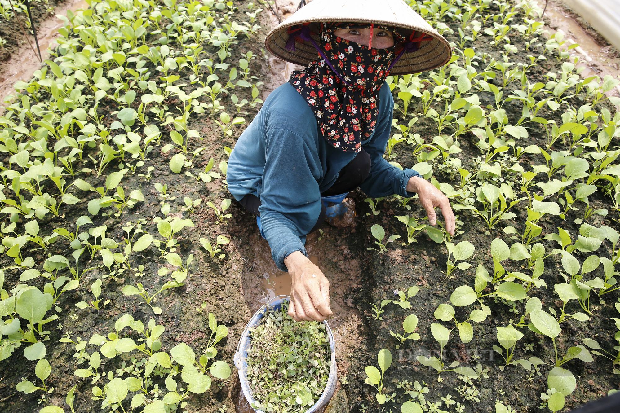 Nông dân Hà Nội: “Chúng tôi luôn có sẵn rau để bán” - Ảnh 6.