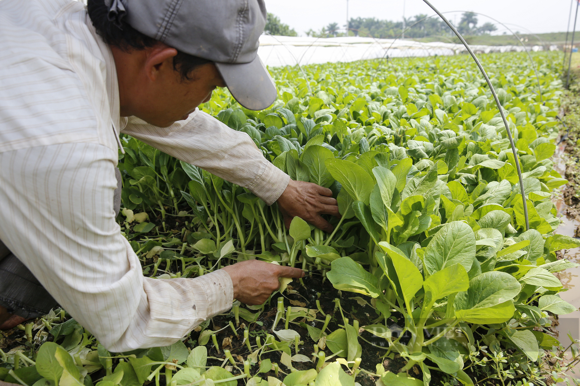 Nông dân Hà Nội: “Chúng tôi luôn có sẵn rau để bán” - Ảnh 10.