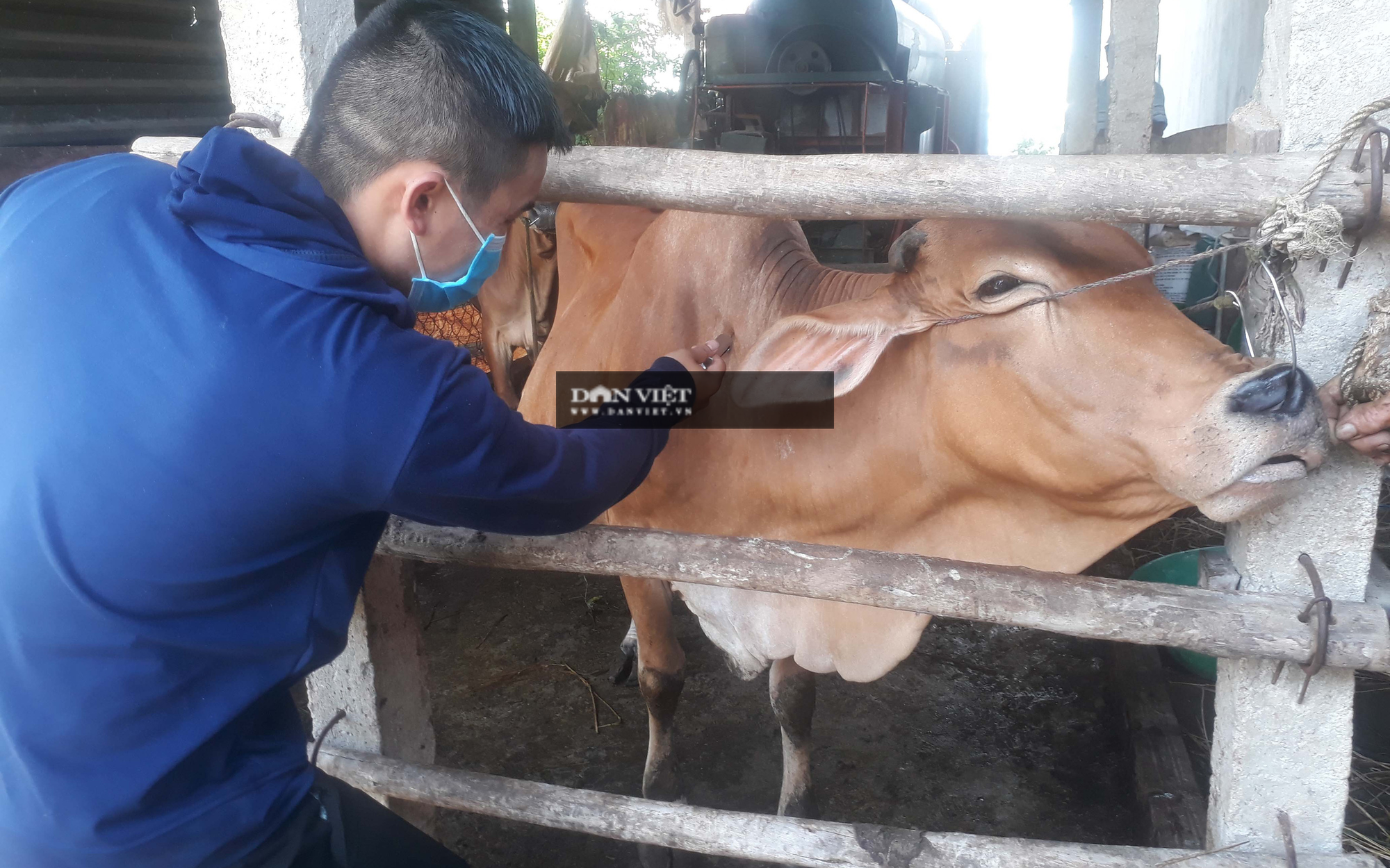 Gần 1.900 con trâu, bò của nông dân Bình Định chết vì bệnh viêm da nổi cục