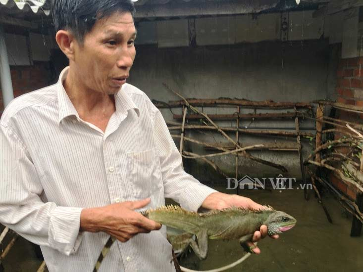 Khánh Hòa: Nuôi loài bò sát độc, lạ, thích ăn cháo, nhiều người cứ muốn đến xem thế nào - Ảnh 1.