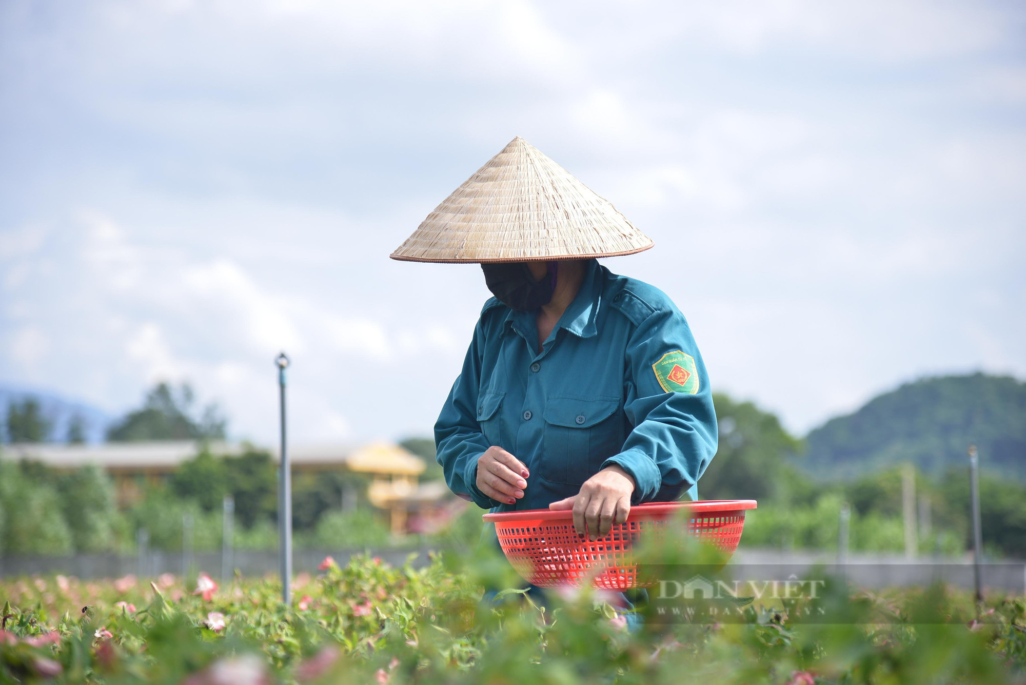 Cánh đồng sâm Bố Chính trên đất đồi gò Sơn Tây - Ảnh 3.