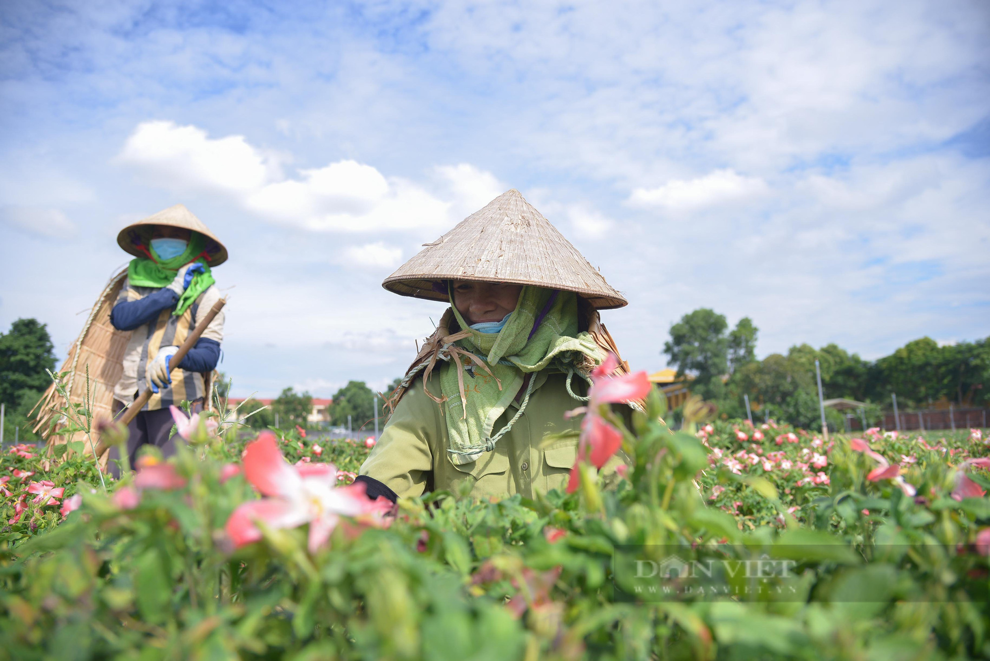 Cánh đồng sâm Bố Chính trên đất đồi gò Sơn Tây - Ảnh 12.