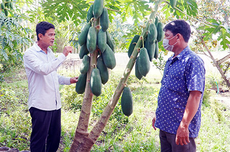 Chuyện lạ Hậu Giang: &quot;Bắt&quot; cây đu đủ đẻ nhiều thân, sinh nhiều trái, ngắm thích mắt, hái mỏi tay - Ảnh 1.