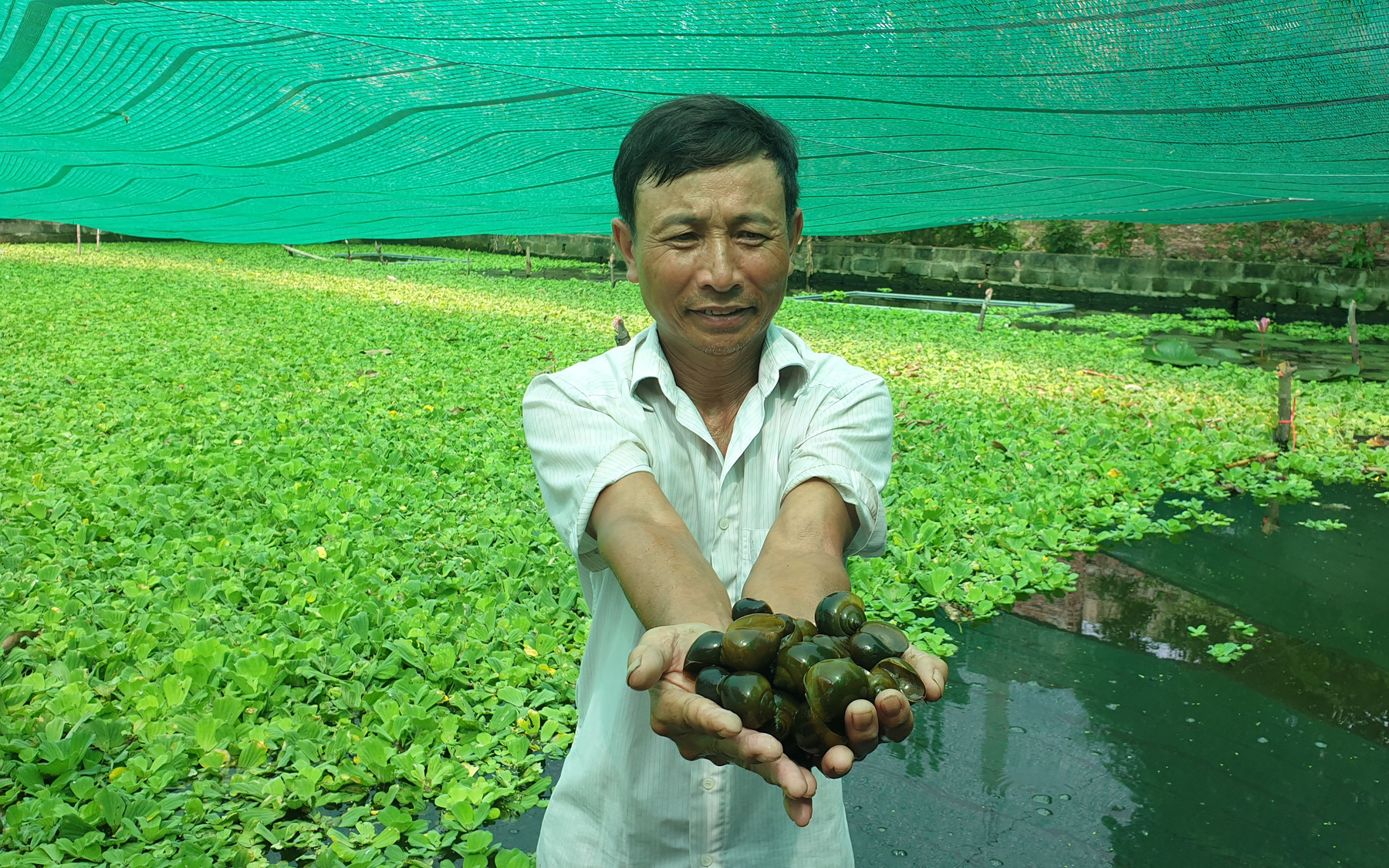 Ninh Bình: Nuôi con thích "ngồi mát ăn bát bèo", lão nông vùng chiêm trũng có thu nhập khủng