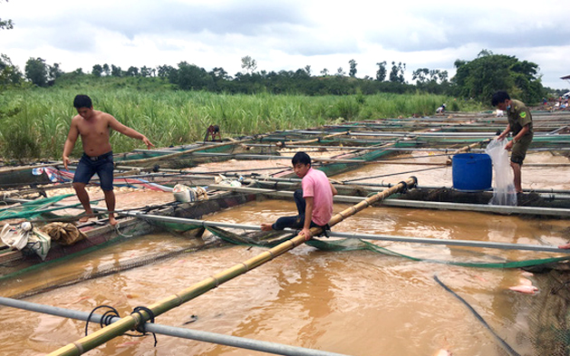 Thiên tai năm 2019 khiến cá nuôi trong các nuôi cá lồng bè ở xã Ngọc Định, huyện Định Quán chết trắng. Ảnh: A.Lộc