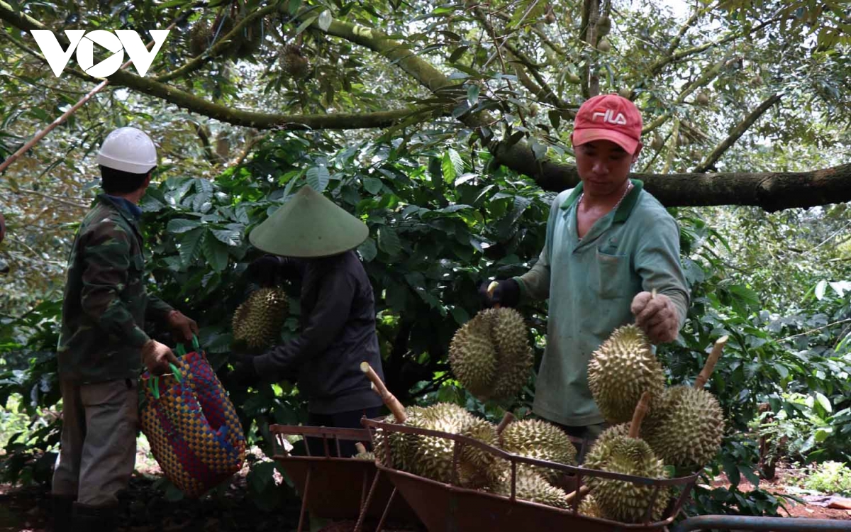 Siết chặt lao động ngoại tỉnh tới Đắk Lắk khi vào mùa của loại quả &quot;hái ra tiền&quot; - Ảnh 1.