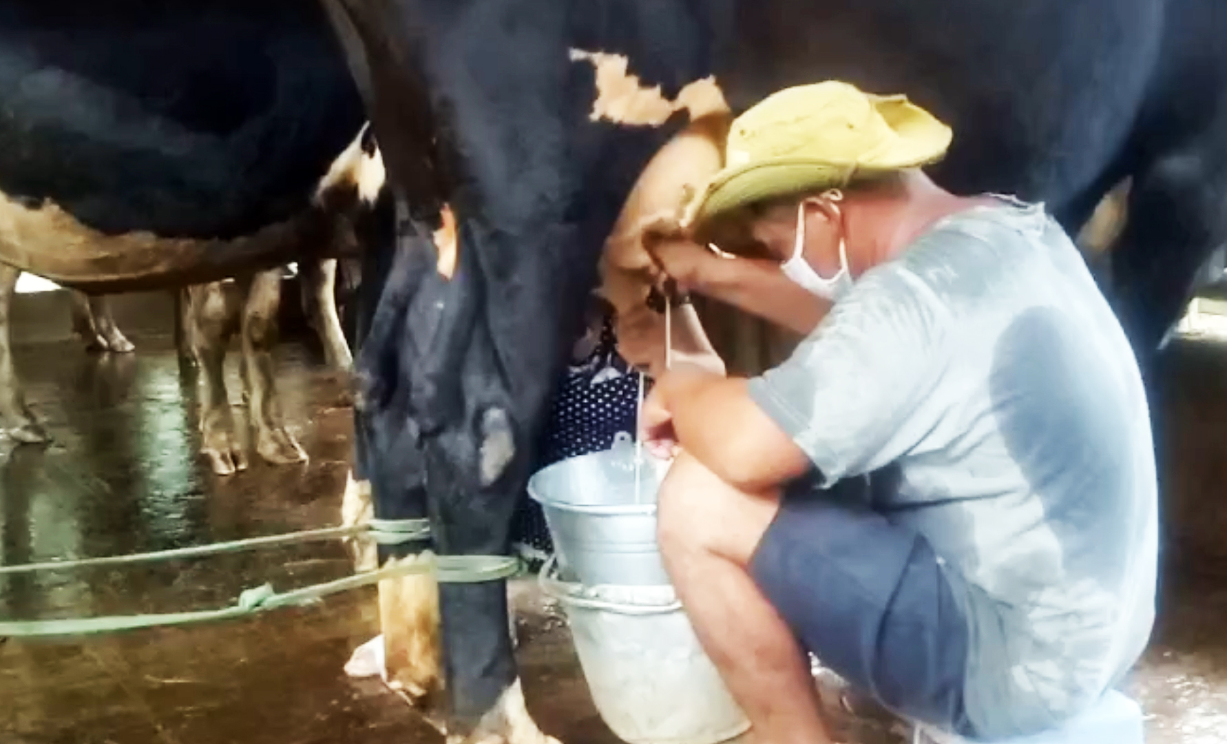 Sóc Trăng: Hàng ngàn lít sữa không thể tiêu thụ, xót xa cảnh nông dân đem sữa đổ bỏ - Ảnh 3.