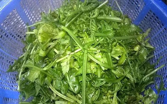 Giá 200.000 đồng/kg, loại rau được cho là thần dược &quot;trường sinh&quot; được người Hà Nội săn lùng - Ảnh 4.