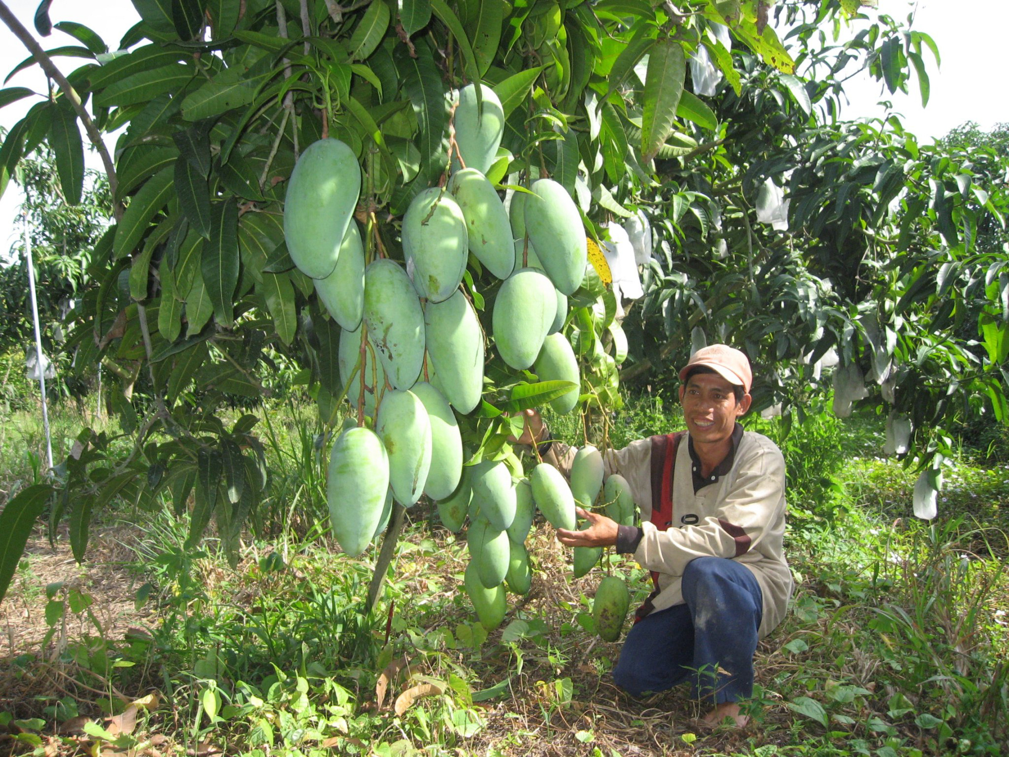 An Giang: Công bố đường dây nóng tiếp nhận, xử lý thông tin về sản xuất, thu hoạch và tiêu thụ nông sản - Ảnh 2.