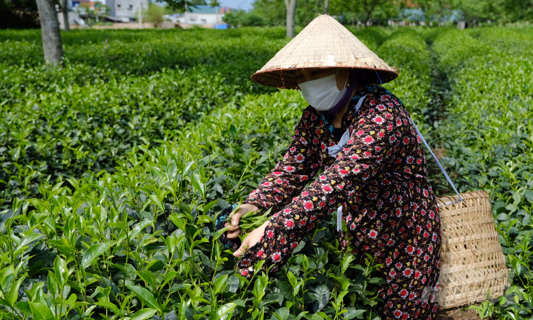 3 thị trường xuất khẩu chủ yếu của chè Việt Nam trong 6 tháng đầu năm là những nước nào? - Ảnh 1.