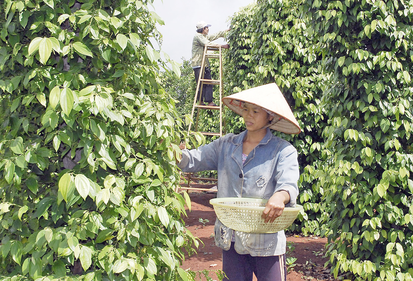 Đang yên đang lành hồ tiêu bị Tổng cục Hải quan xếp vào &quot;luồng vàng&quot;  - Ảnh 1.