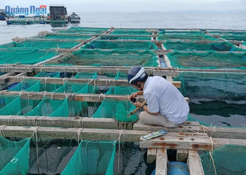 Quảng Ngãi: Nuôi thành công &quot;con đại bổ&quot; như trái bóng gai, nhìn thì sợ nhưng là đặc sản đắt tiền - Ảnh 1.