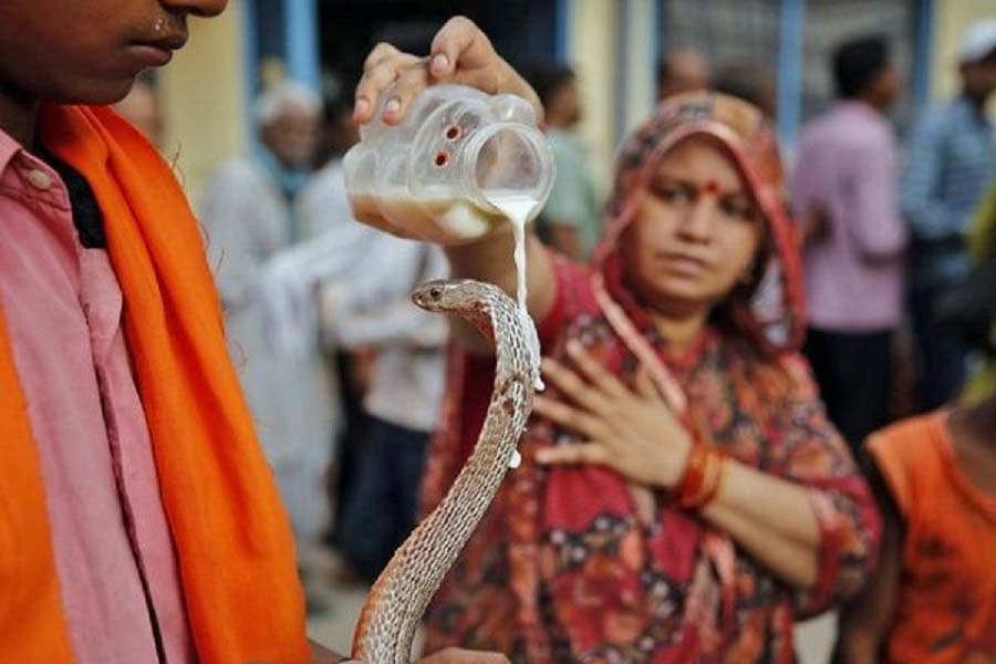 Ấn Độ: Du khách sởn da gà với nghi thức rưới sữa, đối mặt với loài động vật bò sát này - Ảnh 1.