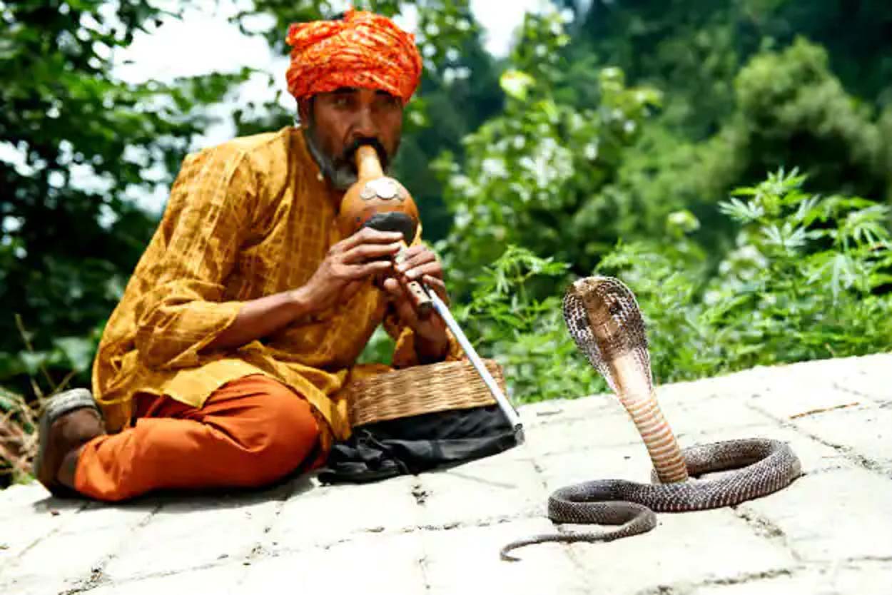 Ấn Độ: Du khách sởn da gà với nghi thức rưới sữa, đối mặt với loài động vật bò sát này - Ảnh 4.