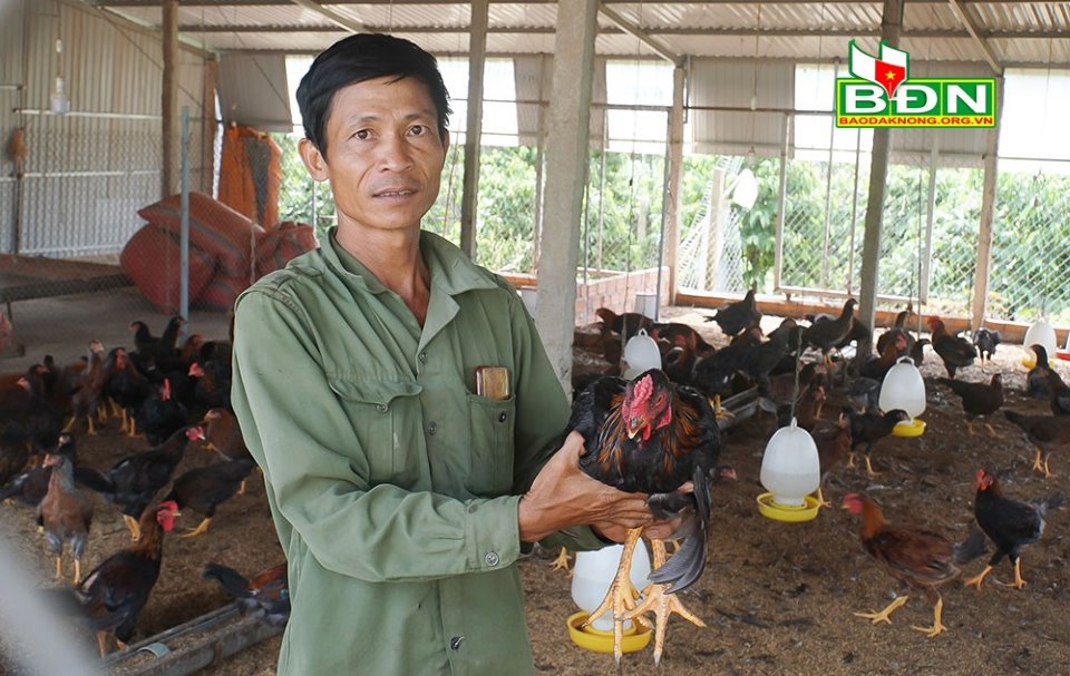 Đắk Nông Hé lộ bí quyết nuôi gà ta thả vườn cà phê dịch giã như thế ông  nông dân này vẫn lãi 40 triệutháng  Báo Gia Lai điện tử