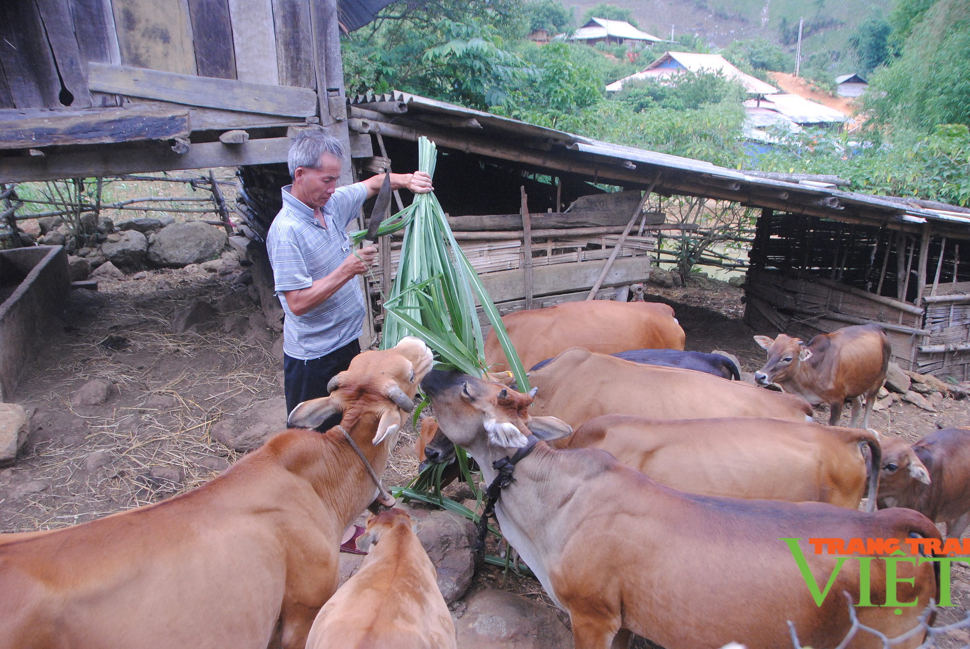 Hội Nông dân xã Hua Nhàn giúp hội viên nông dân phát triển kinh tế - Ảnh 1.