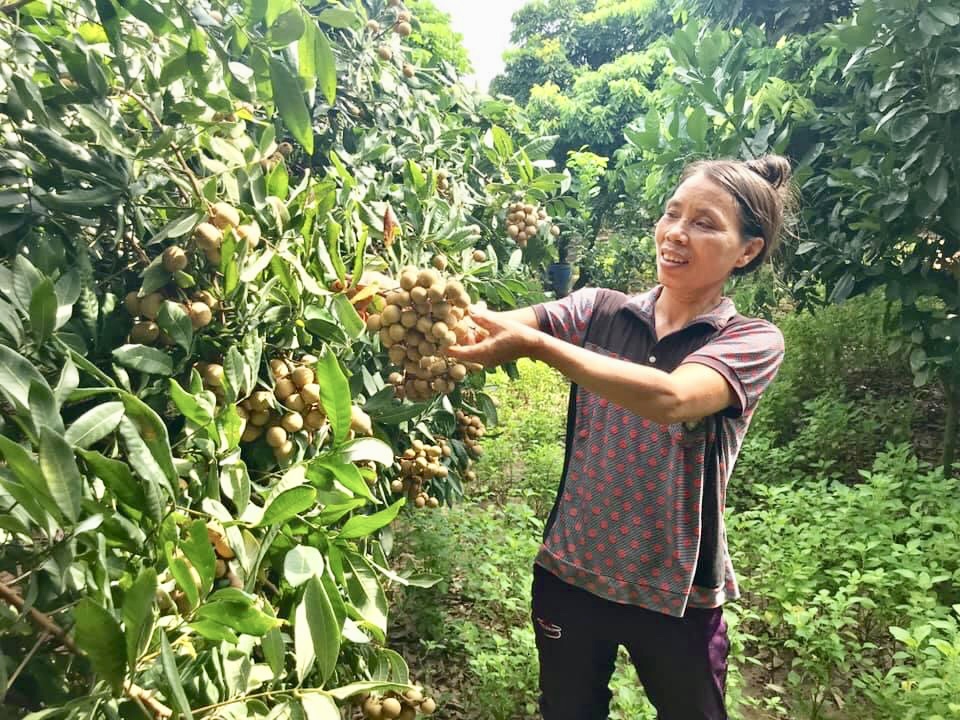 Kể chuyện làng: Nhớ những mùa mót nhãn - Ảnh 2.