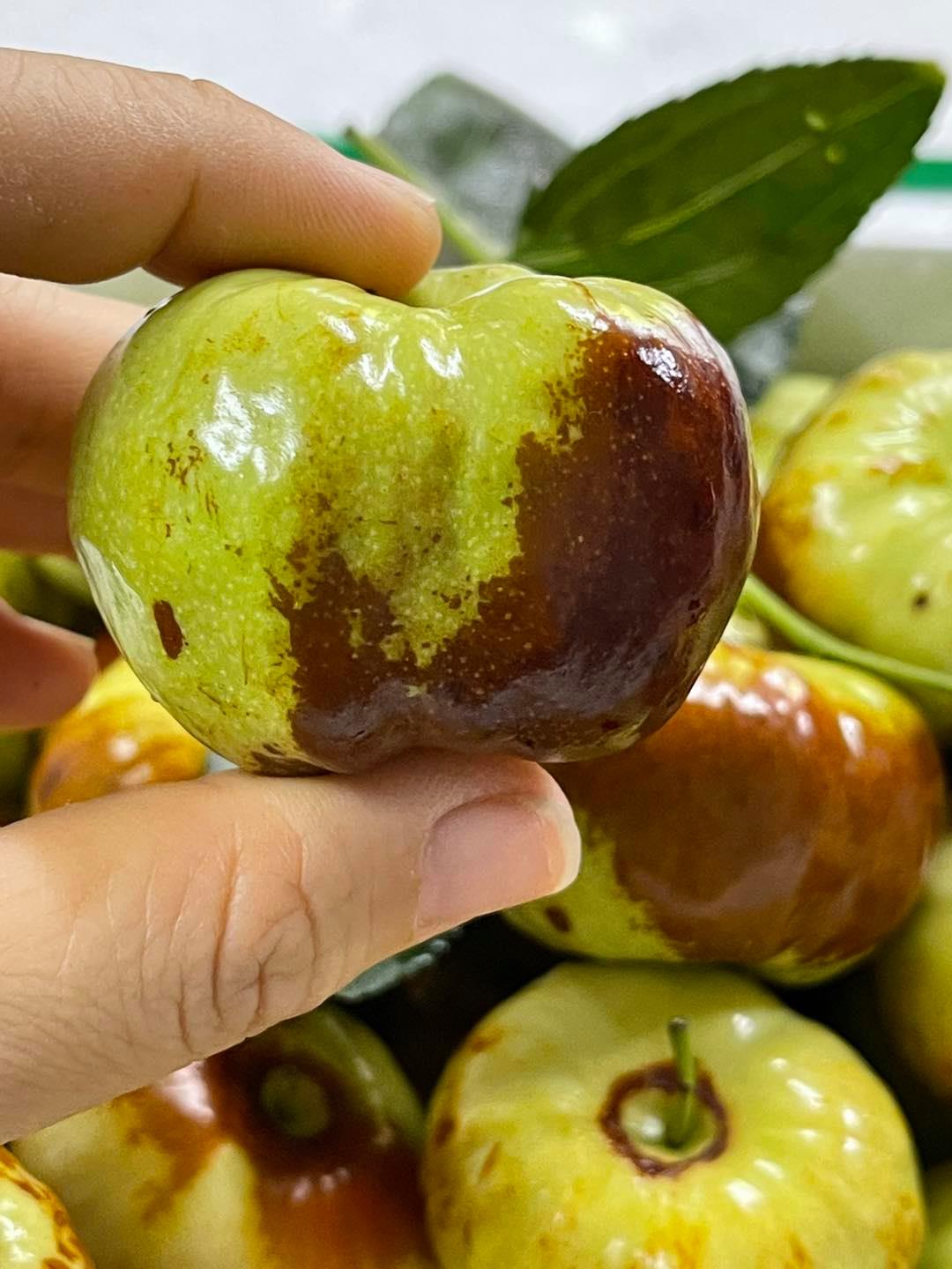 Mô hình trồng táo Đài Loan có thu nhập cao  Trái cây Dũng mập