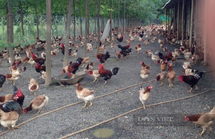 Chủ trang trại Hòa Bình ế ẩm hàng vạn con gà đặc sản vì Hà Nội giãn cách: &quot;Tôi kiệt sức rồi&quot; - Ảnh 1.