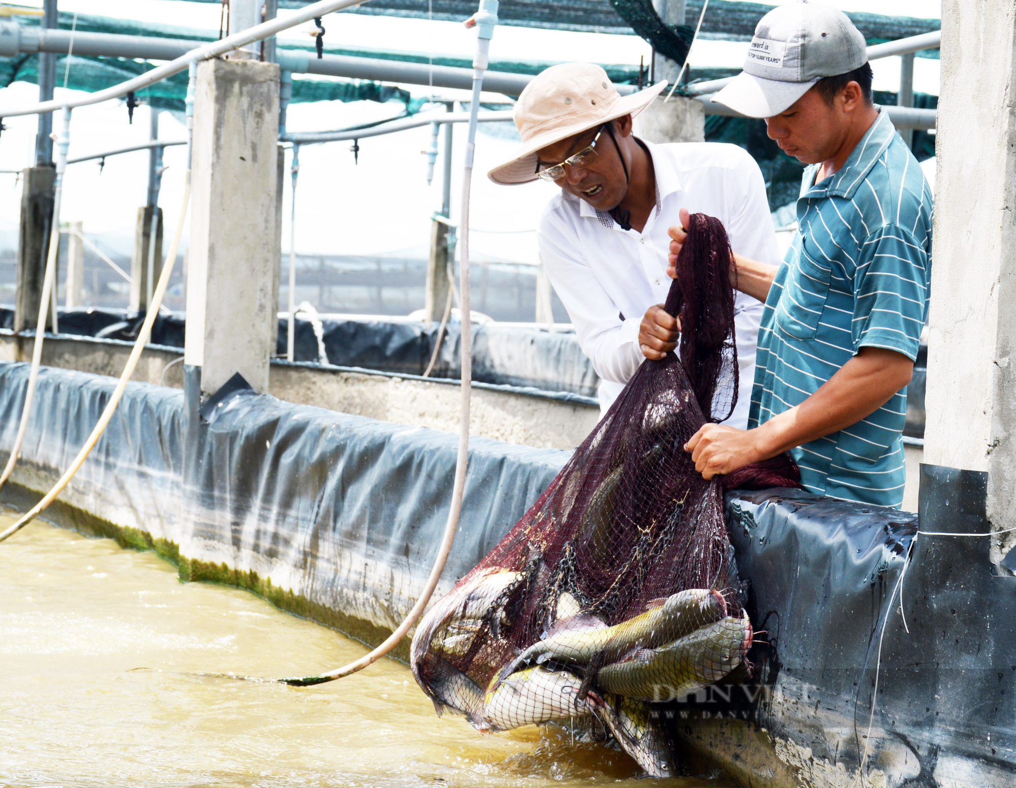 Một nông dân ở Bạc Liêu tặng 10 tấn cá đặc sản cho bà con khu cách ly, phong tỏa - Ảnh 2.