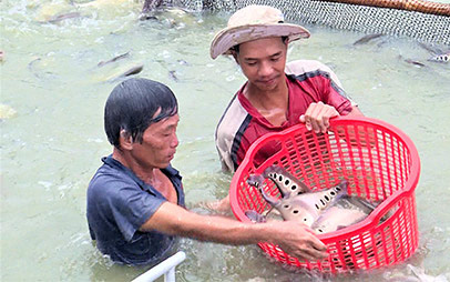 Hậu Giang: Đến khổ, cá thát lát dù có là hàng đặc sản nhưng gặp dịch Covid-19 cũng ùn ứ, mất giá