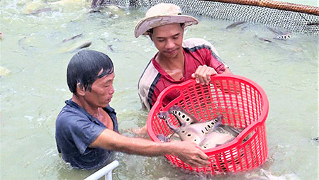 Hậu Giang: Đến khổ, cá thát lát dù có là hàng đặc sản nhưng gặp dịch Covid-19 cũng ùn ứ, mất giá - Ảnh 1.