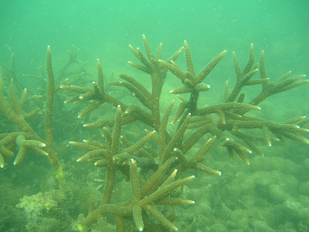 Quảng Ninh: Chiêm ngưỡng những &quot;con&quot; san hô đủ màu sắc đang hồi sinh mạnh mẽ ở vịnh Hạ Long - Ảnh 5.