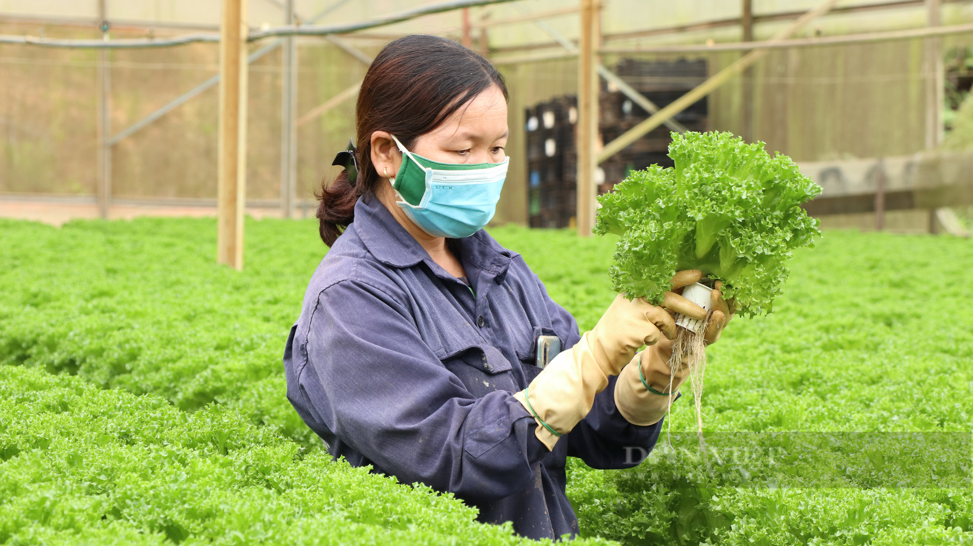 “Dũng cao” làm nông nghiệp công nghệ cao, xuất khẩu hàng trăm tấn rau xà lách đi Hàn Quốc - Ảnh 4.