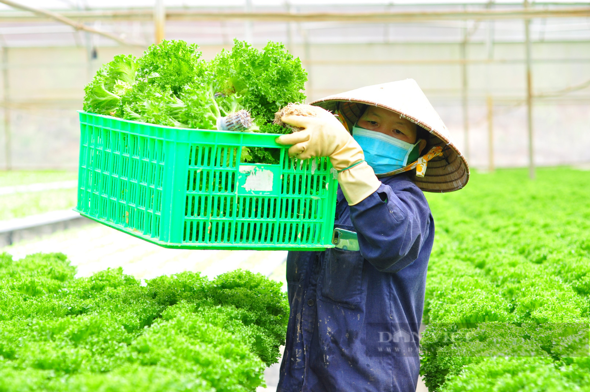 “Dũng cao” làm nông nghiệp công nghệ cao, xuất khẩu hàng trăm tấn rau xà lách đi Hàn Quốc - Ảnh 5.