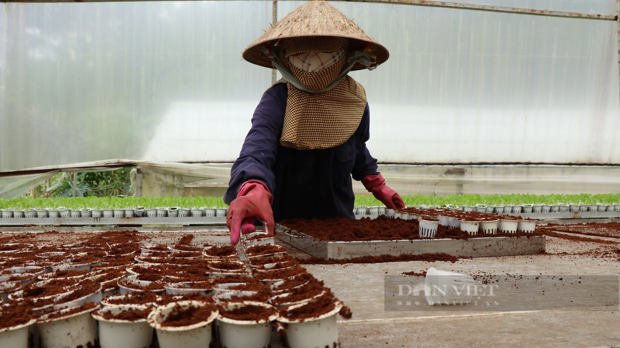 “Dũng cao” làm nông nghiệp công nghệ cao, xuất khẩu hàng trăm tấn rau xà lách đi Hàn Quốc - Ảnh 6.