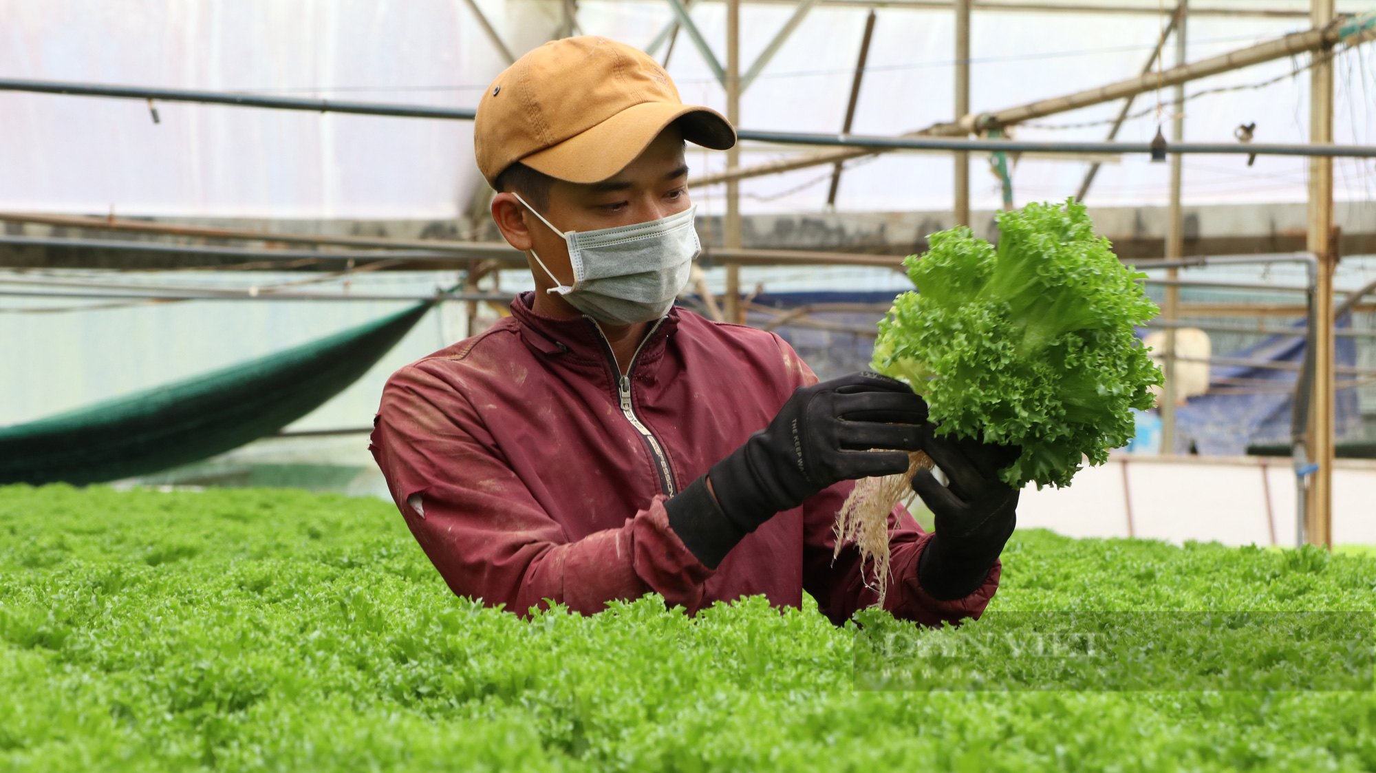 “Dũng cao” làm nông nghiệp công nghệ cao, xuất khẩu hàng trăm tấn rau xà lách đi Hàn Quốc - Ảnh 8.