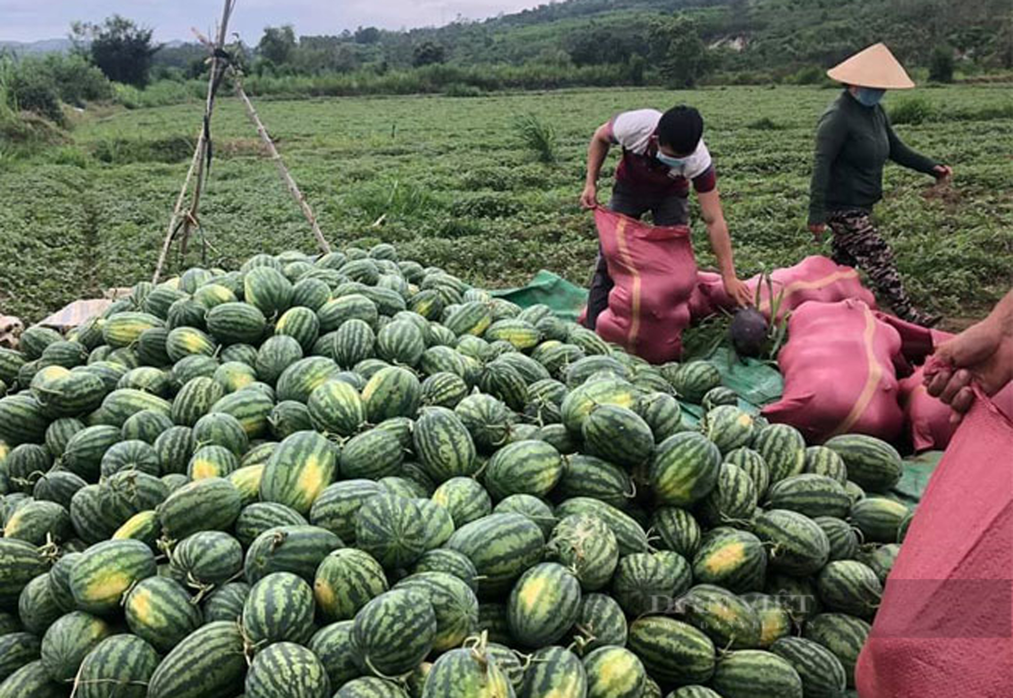 Hội nông dân kết nối tiêu thụ nông sản cho người dân vùng dịch Phú Yên - Ảnh 1.