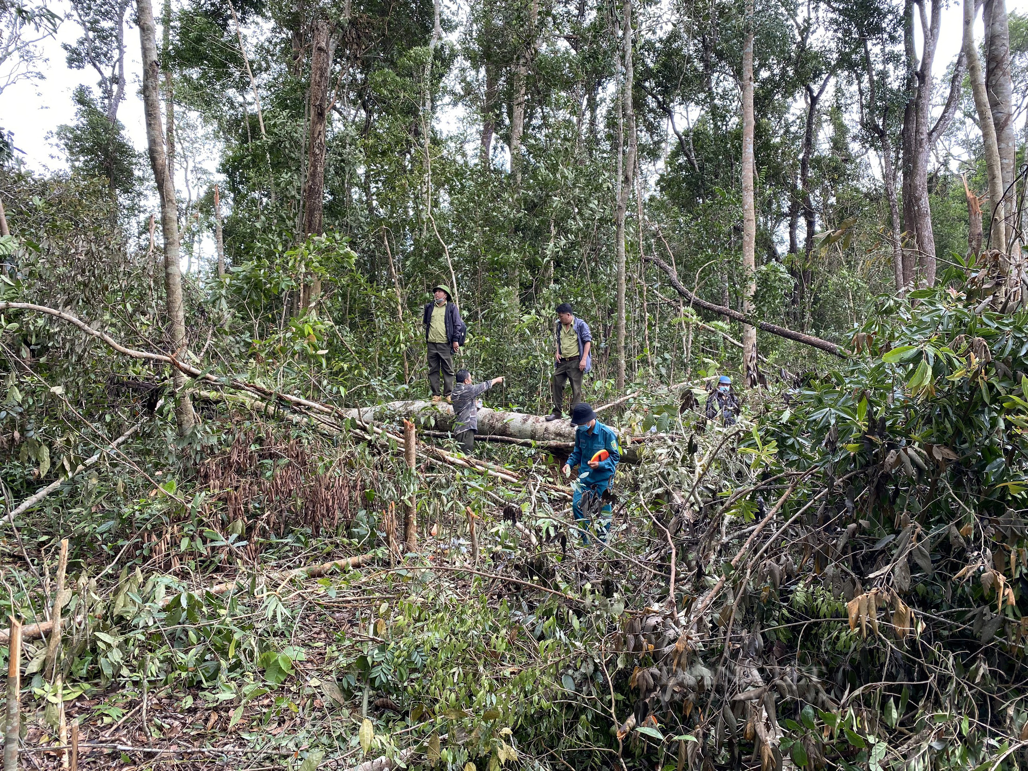 Đắk Nông: Điều tra vụ phá rừng quy mô lớn tại điểm nóng Đắk G'Long - Ảnh 1.