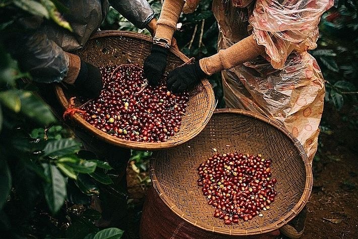 Giá nông sản hôm nay (26/7): Cà phê và hồ tiêu đi ngang, heo hơi giảm nhẹ - Ảnh 1.