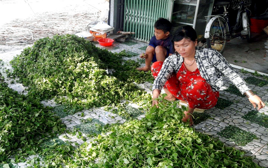 Bạc Liêu: Thu hoạch nhiều mà thương lái ít, cần giải vây hàng trăm tấn rau xóa đói giảm nghèo 