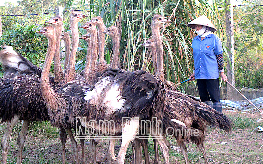 Nam Định: Nuôi con đặc sản, ngoài nhìn cứ tưởng "ngon ăn", vào trong mới biết cũng "bấp bênh" thế này