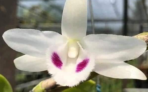 Hoa lan đột biến: Ly kỳ vụ "giết chết" cây lan đột biến 5 cánh trắng Bạch Tuyết giá hơn 1,1 tỷ ở Phú Thọ