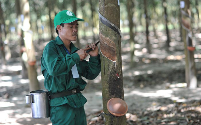 Tập đoàn Cao su Việt Nam (GVR): Lãi đậm, tăng 126% nhờ giá bán sản phẩm mủ cao su và gỗ
